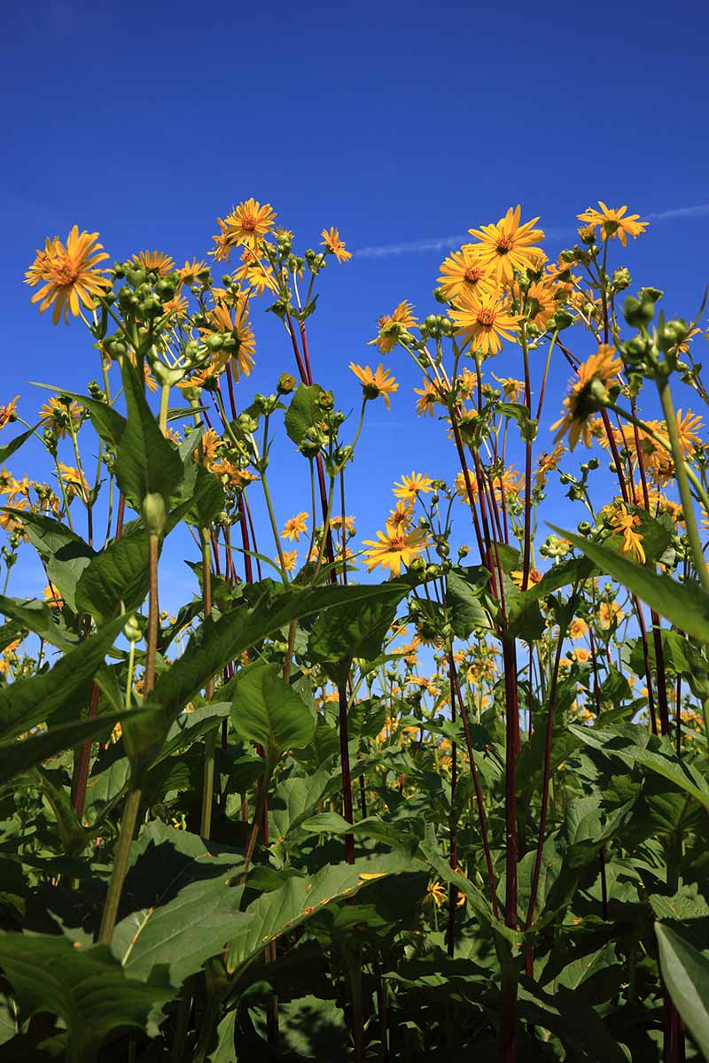 A vertical image of yellow rosinweed growing wild pictured in bright sunshine on a blue sky background.