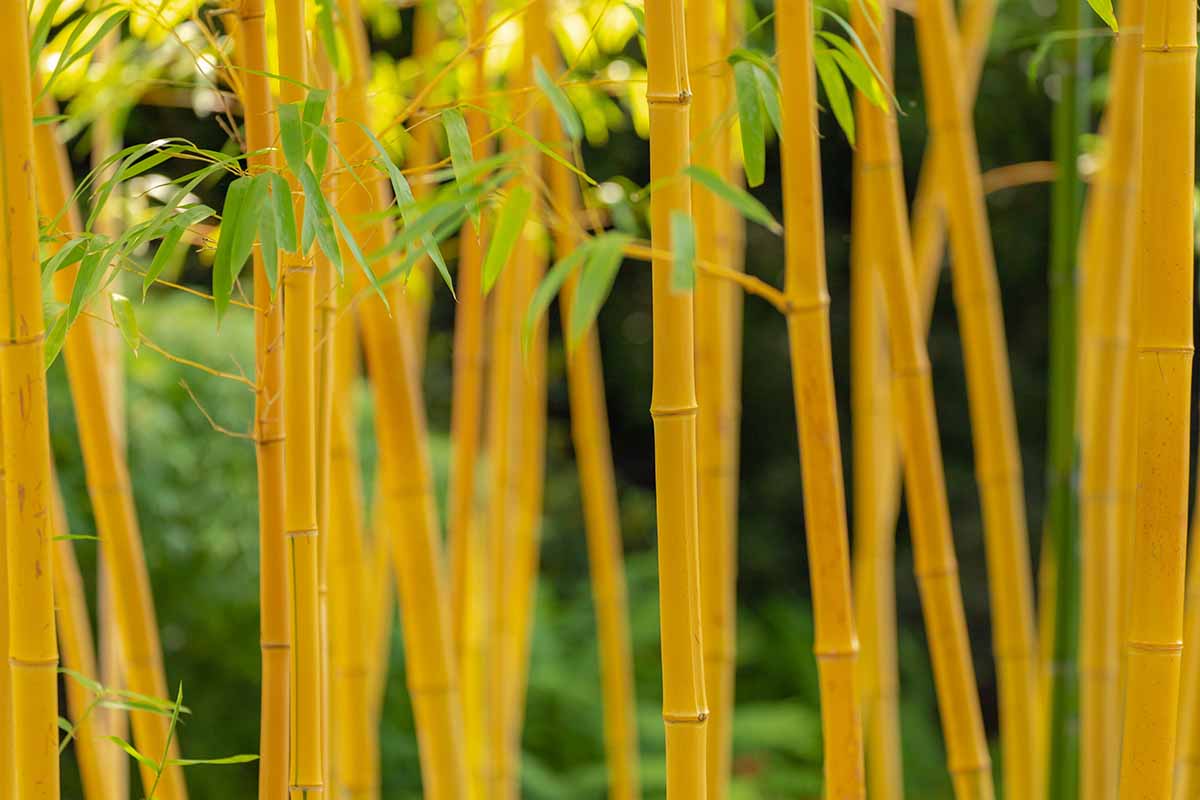 A close up horizontal image of yellow stems of a type of running bamboo growing in the garden pictured on a soft focus background.