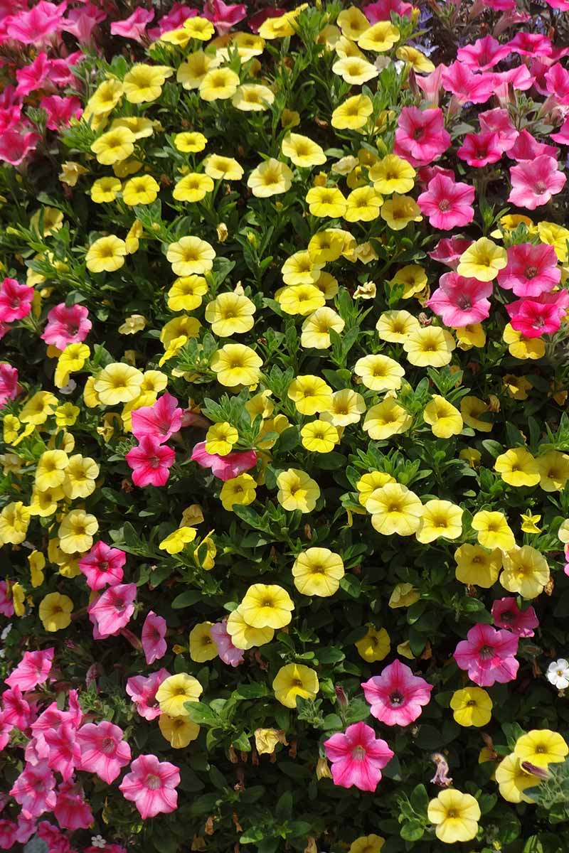 A close up vertical image of pink and yellow Calibrachoa flowers growing in the garden.