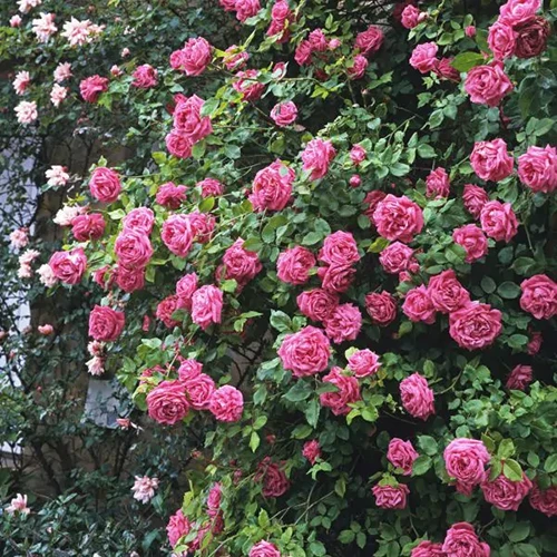 A square image of 'Zephirine Drouhin' roses growing in the garden.