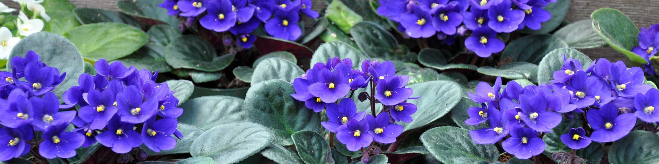 Potted African violets with blue flowers.