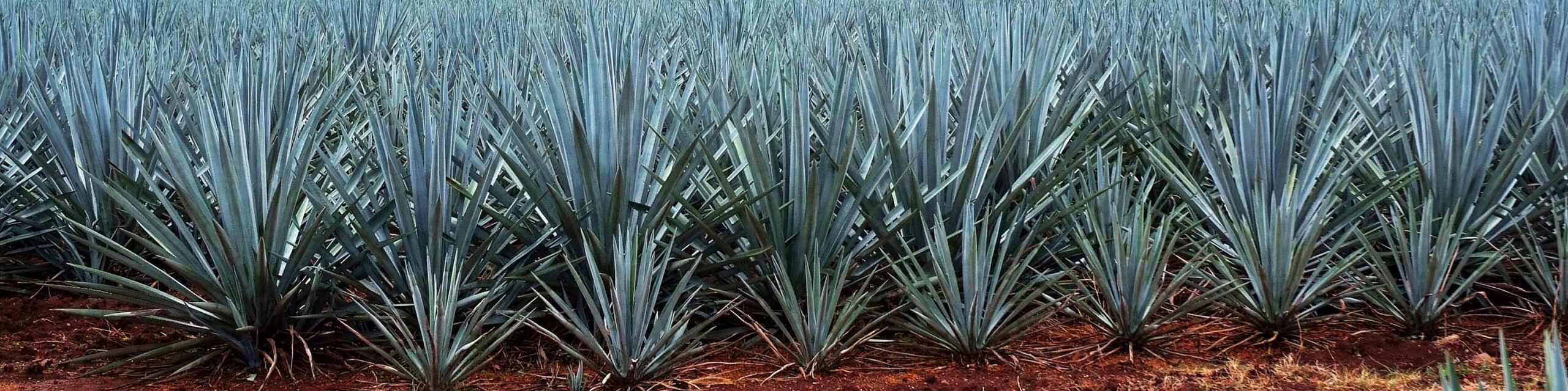 Rows of agave plants in a desert environment.
