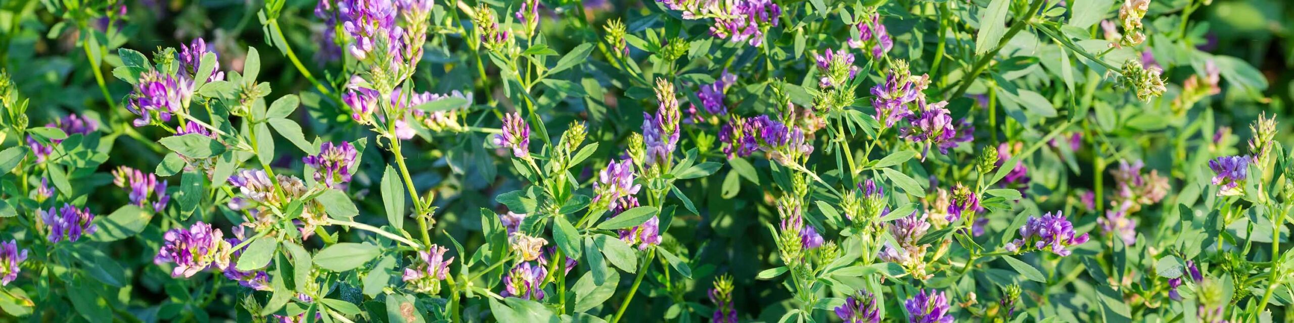 Close up of alfalfa plants with purple blooms.