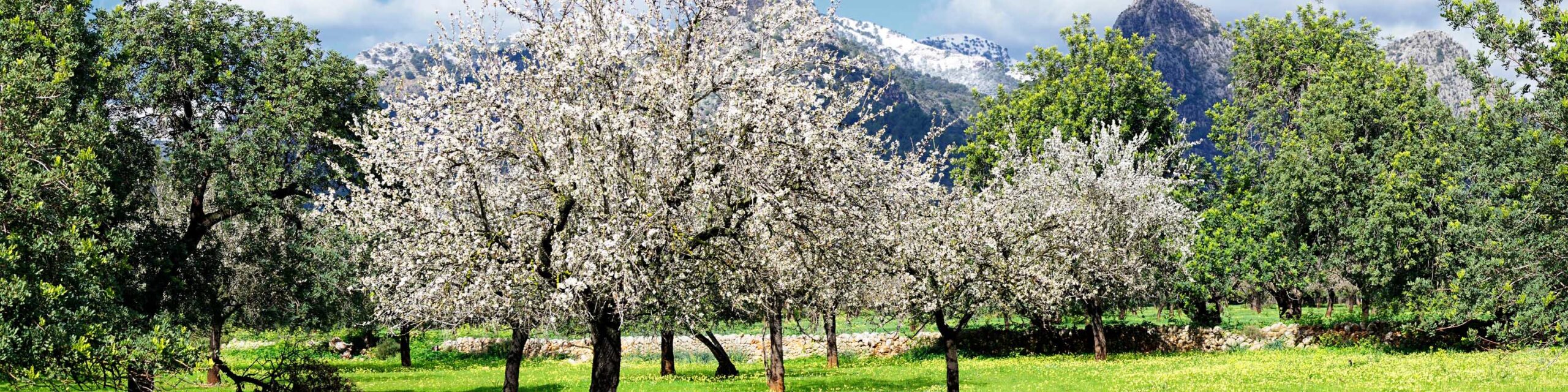 Almond trees in bloom in a grassy field with mountains in the background.