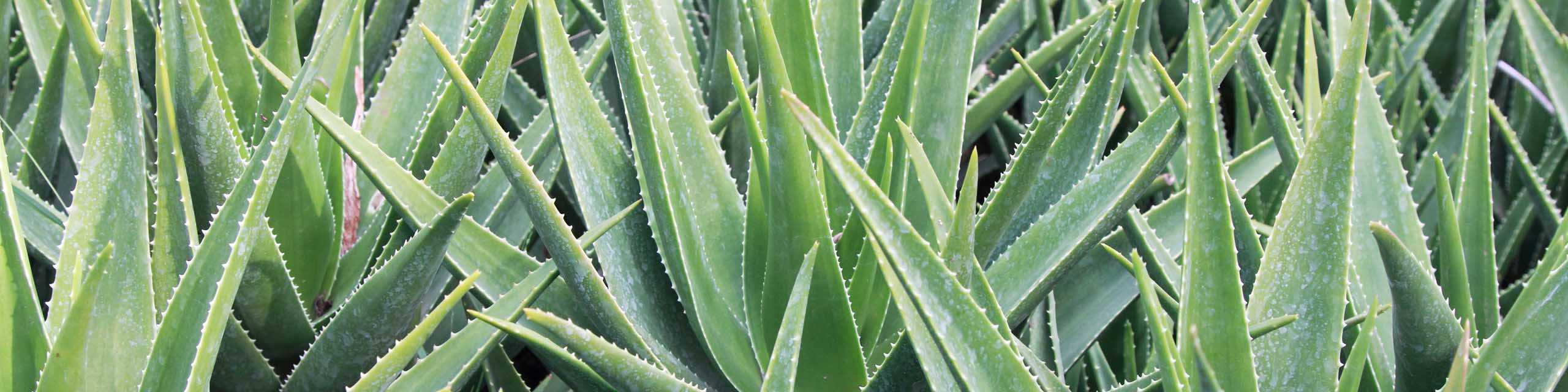 Cropped in image of many aloe vera plants growing in garden.