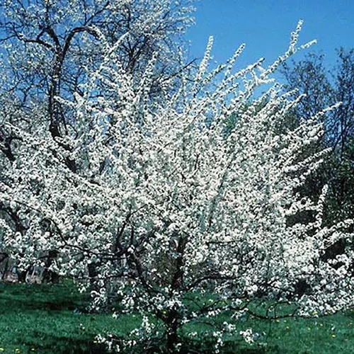 A square image of an American plum growing in the garden pictured on a blue sky background.