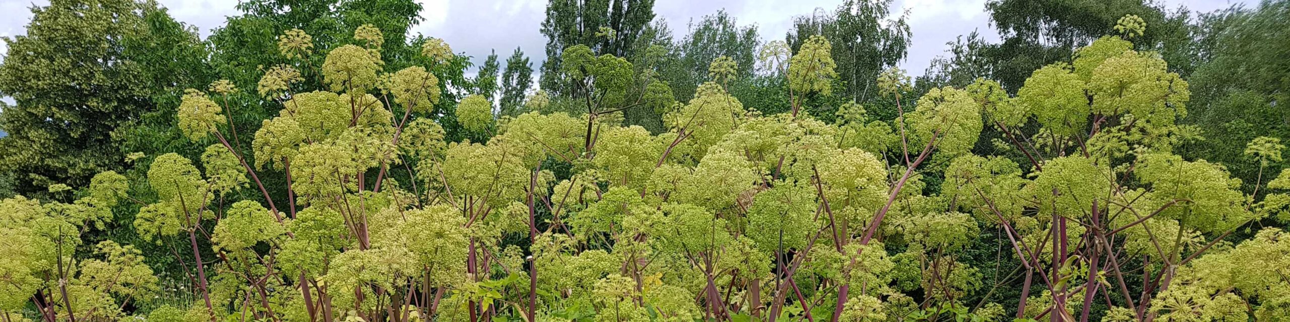 A large planting of angelica plants with green clusters of blooms.