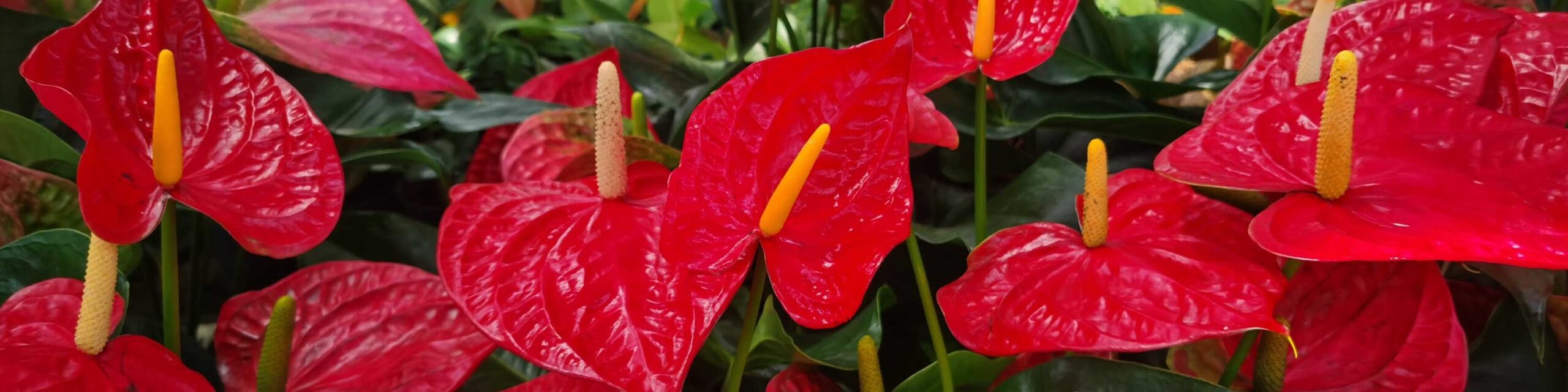 Close up of read anthurium leaves or flowers.