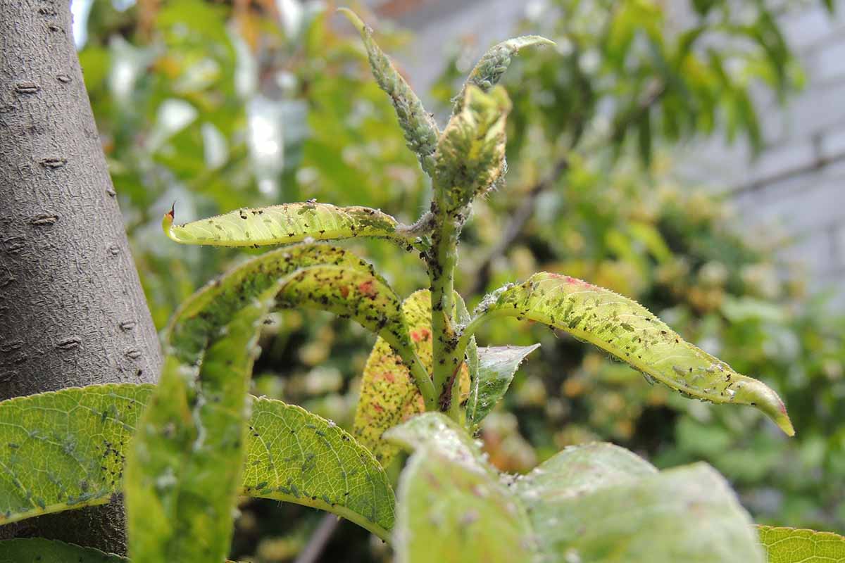 A close up horizontal image of a fruit tree infested with aphids.