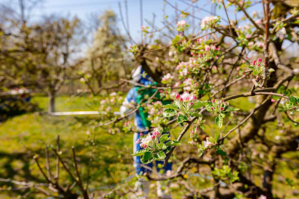A horizontal image of fruit tree blossoms in the garden pictured in bright sunshine.