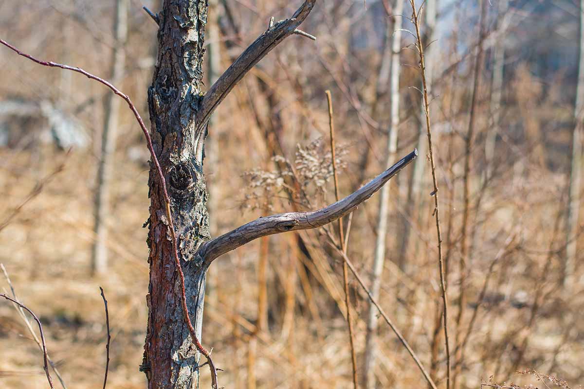 A close up horizontal image of a dead tree in a garden suffering from drought.