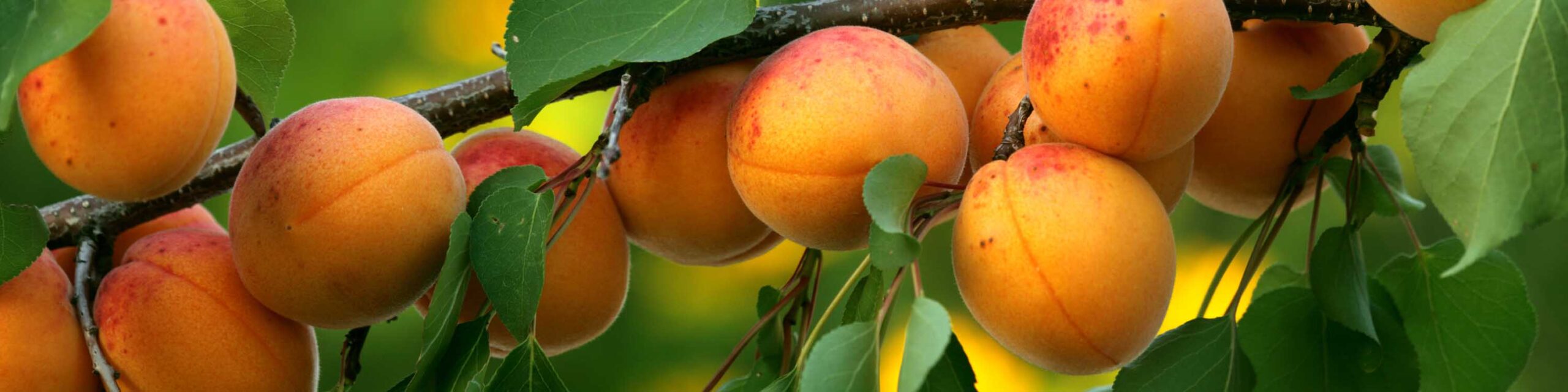 Apricot tree branched loaded with fruit.