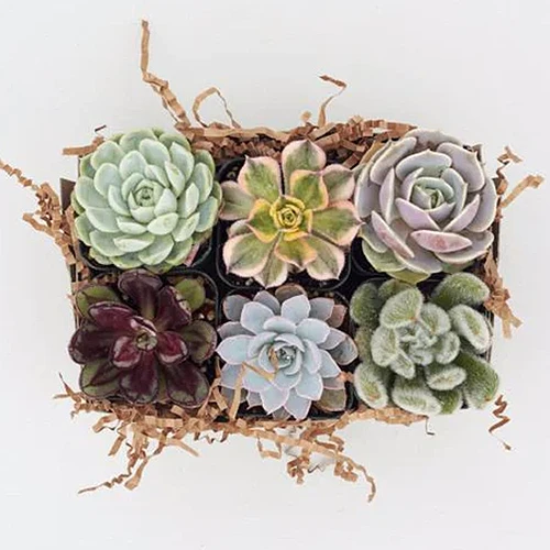 A close up square image of six different succulent plants growing in a wicker planter.