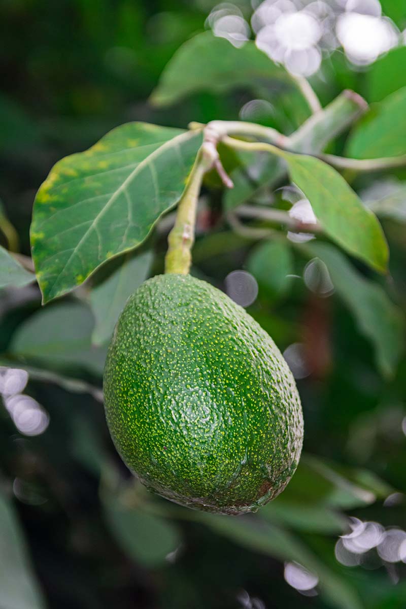 A close up vertical image of a single avocado ready for harvest pictured on a soft focus background.