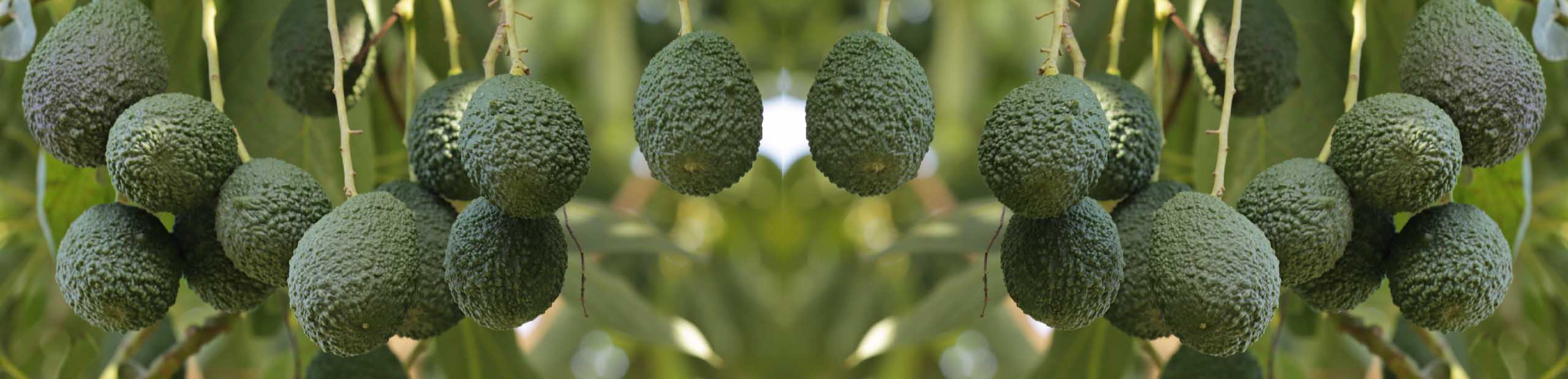 Green avocado fruits hanging from the tree.