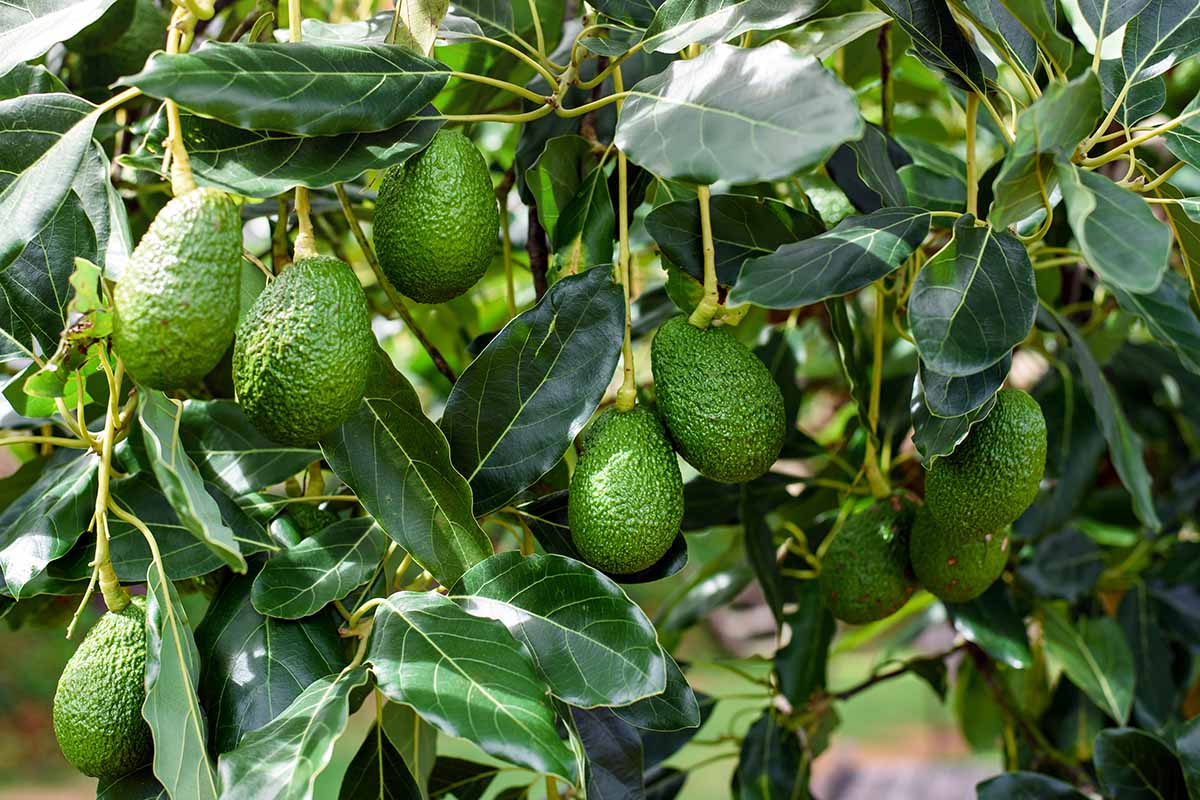 A close up horizontal image of 'Hass' avocados growing in the garden ready for harvest.