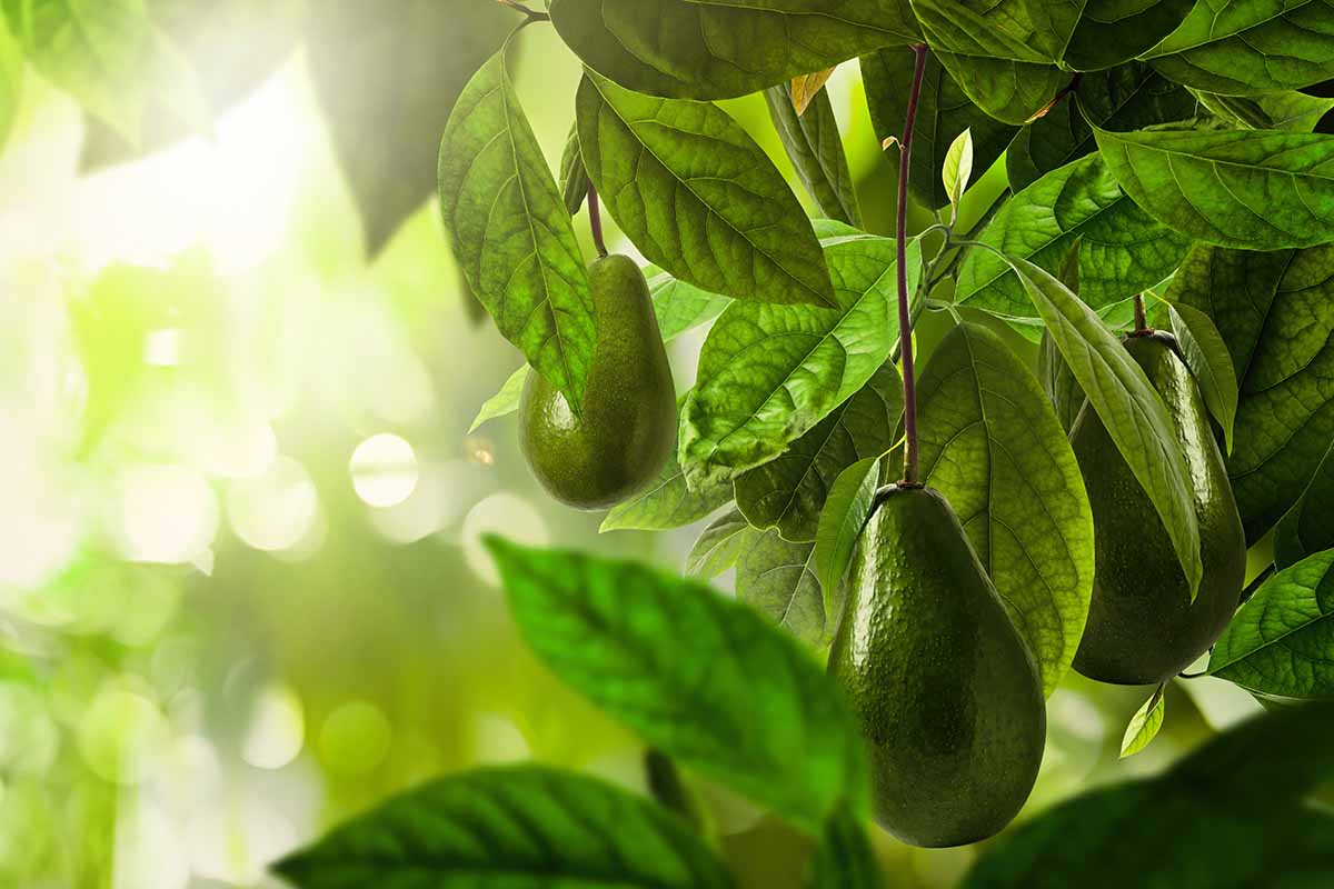 A close up horizontal image of avocados growing on the tree in the garden pictured in evening sunshine.