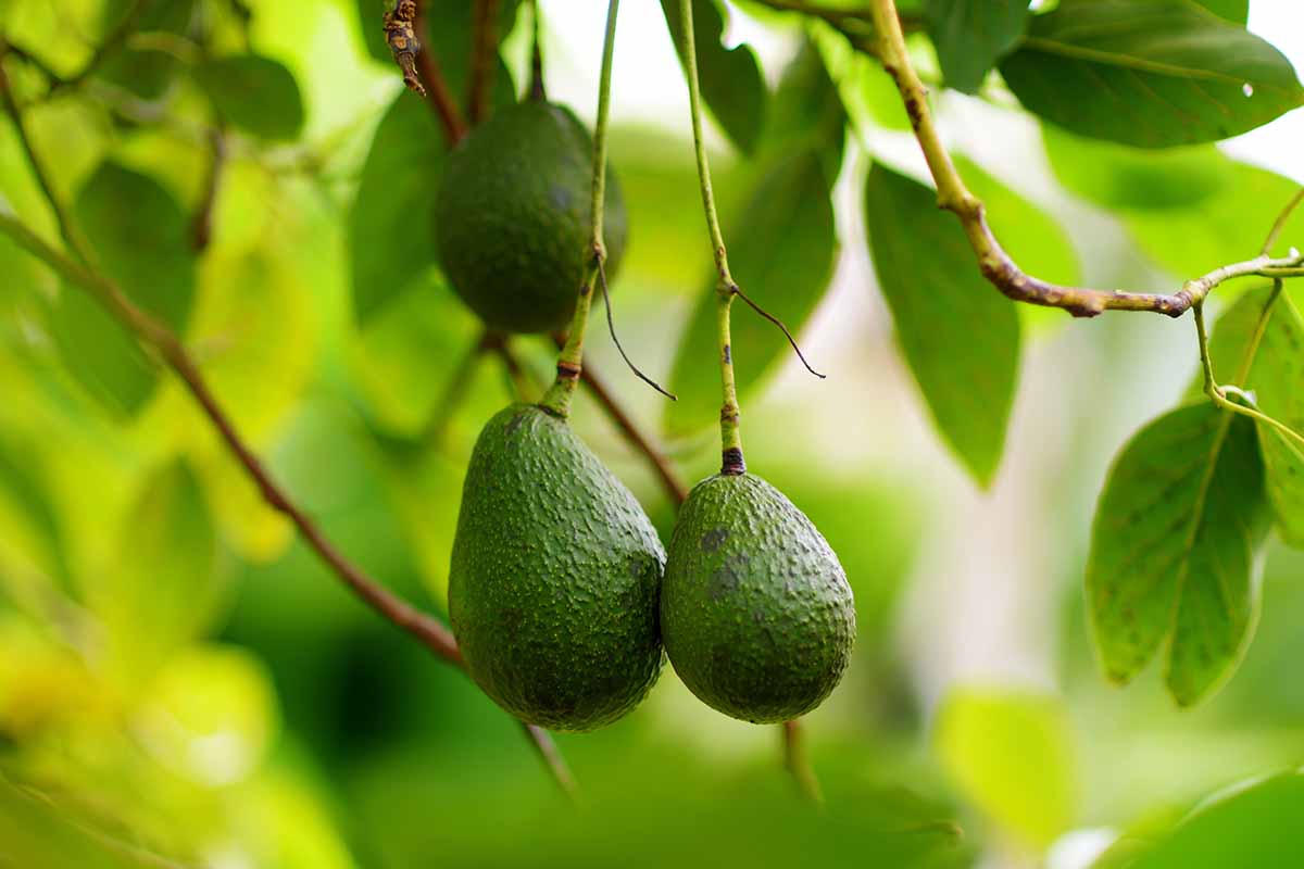 A close up horizontal image of avocados growing on the tree pictured on a soft focus background.