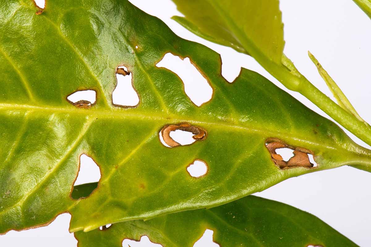 A close-up horizontal image of bacterial shot hole symptoms on a cherry laurel leaf in front of a white background.