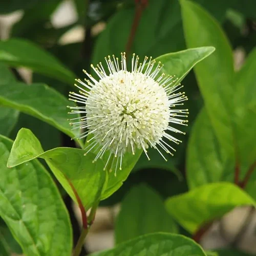 A square image of a single Cephalanthus occidentalis 'Balioptics' pictured on a soft focus background.
