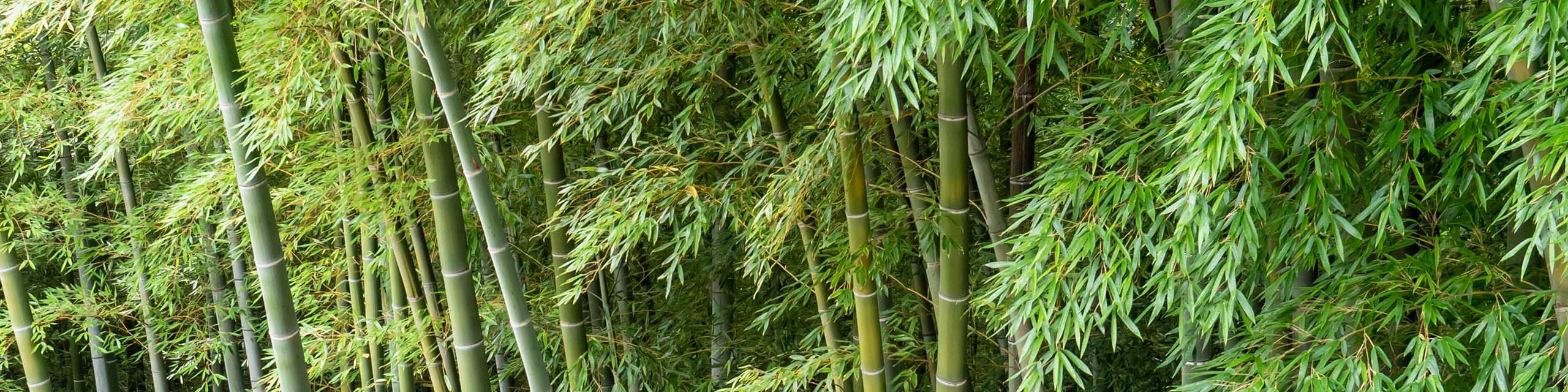 A grove of green bamboo plants.