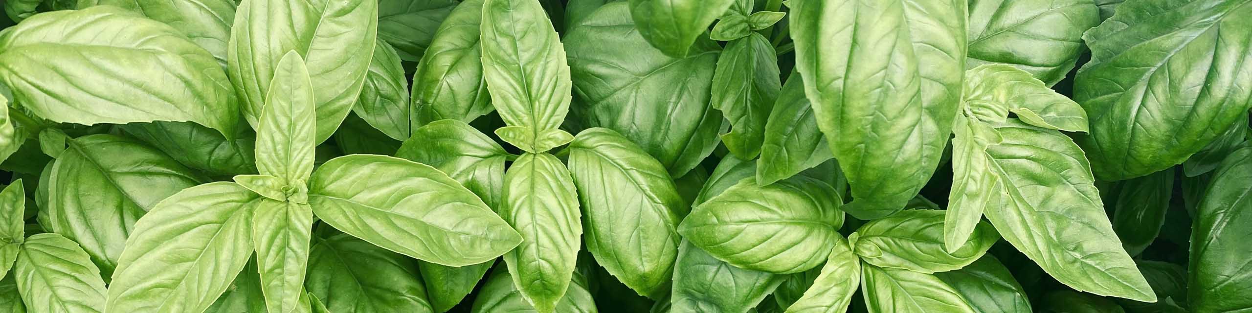 Top down view of sweet basil plants.
