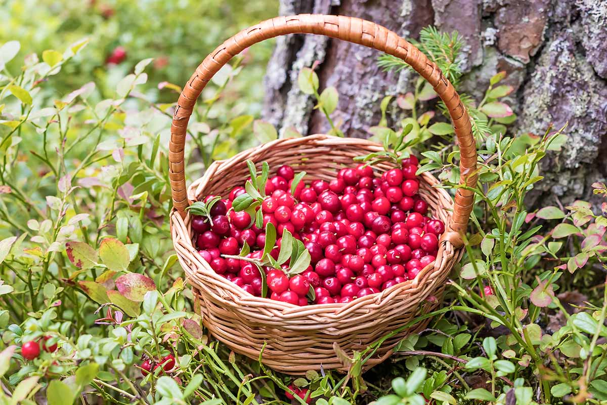 A close up horizontal image of a wicker basket set on the ground underneath a tree, filled with freshly foraged red lingonberries.