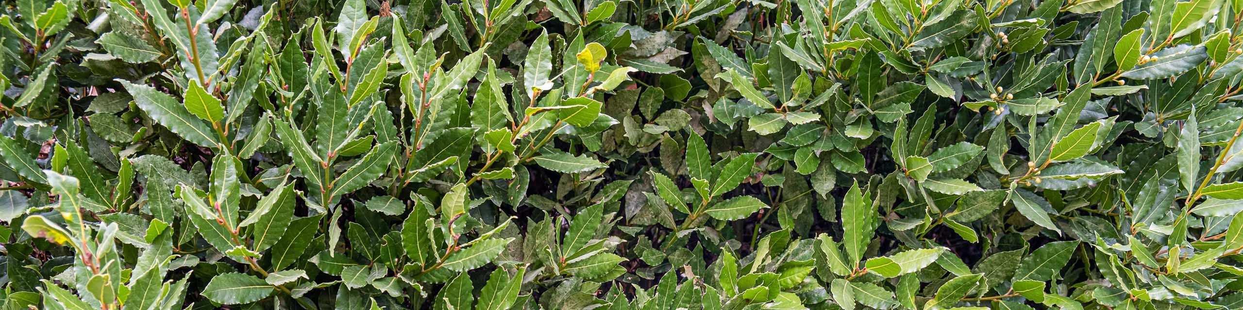 Green leaves of bay laurel grown as a hedge.