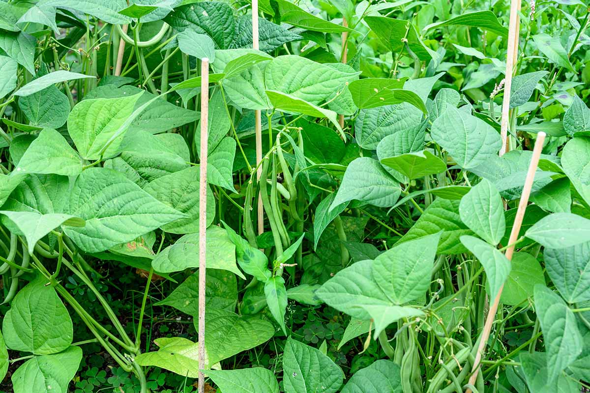A close up horizontal image of bush beans growing in the garden, with bamboo stakes for support.