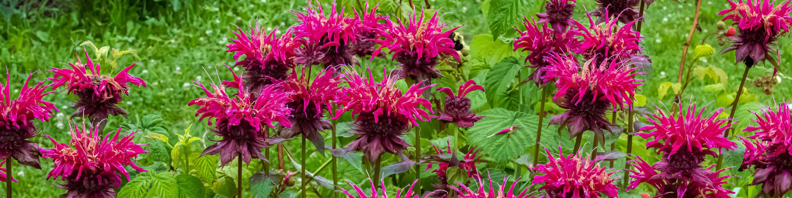 Red bergamot or bee flowers growing in a cottage garden.