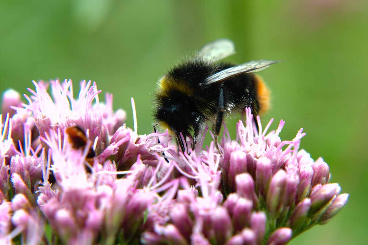 A close up horizontal image of a bee foraging from a pink Eupatorium flower.