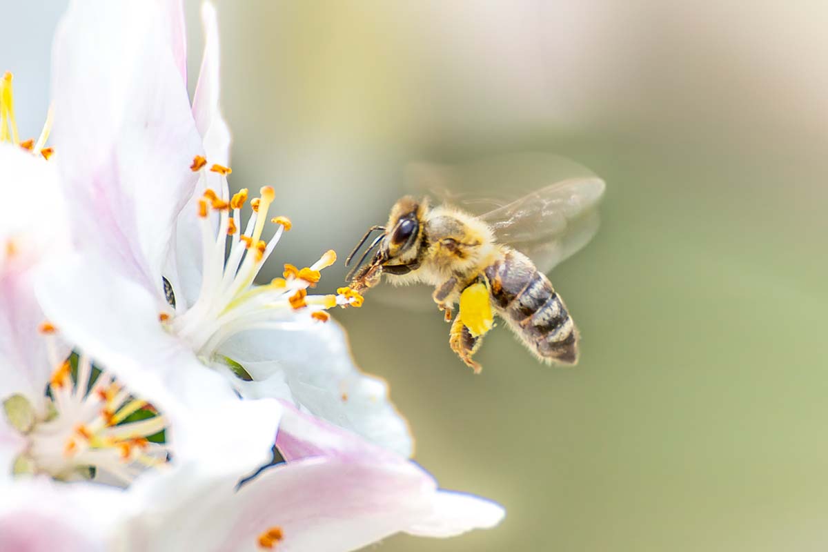 A close up horizontal image of a bee pollinating a flower pictured on a soft focus background.