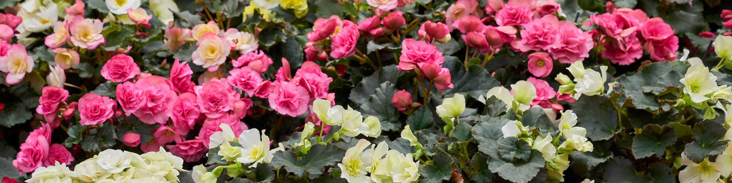 A flower bed with pink and yellow tuberous begonia flowers.