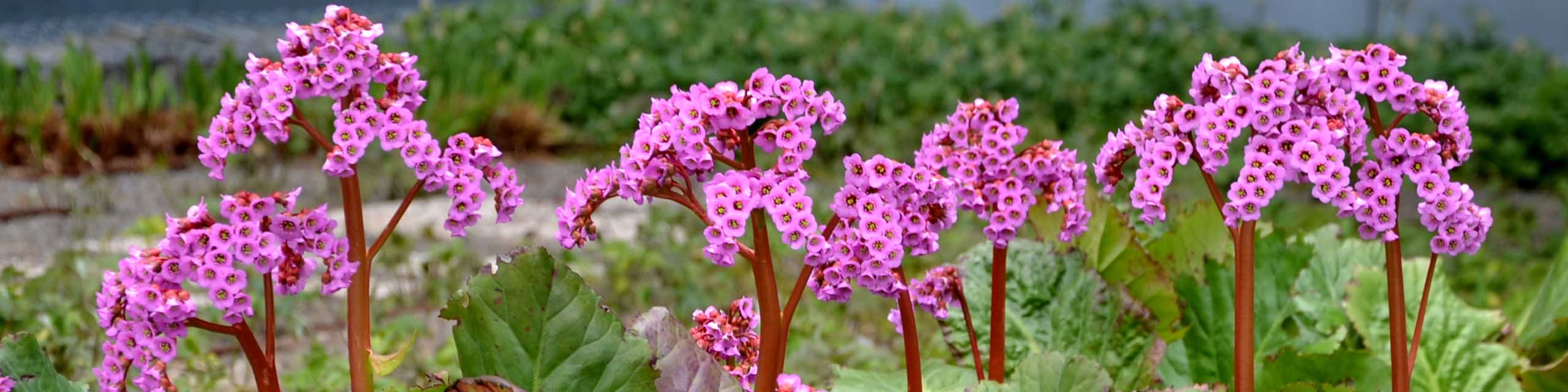 Purple flowers and flower stalks of bergenia plants.