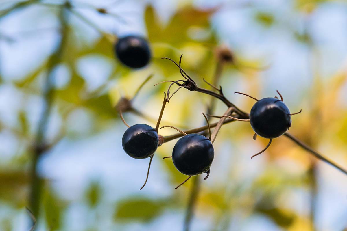 A close up horizontal image of dark blue, almost black berries growing on a jasmine vine.