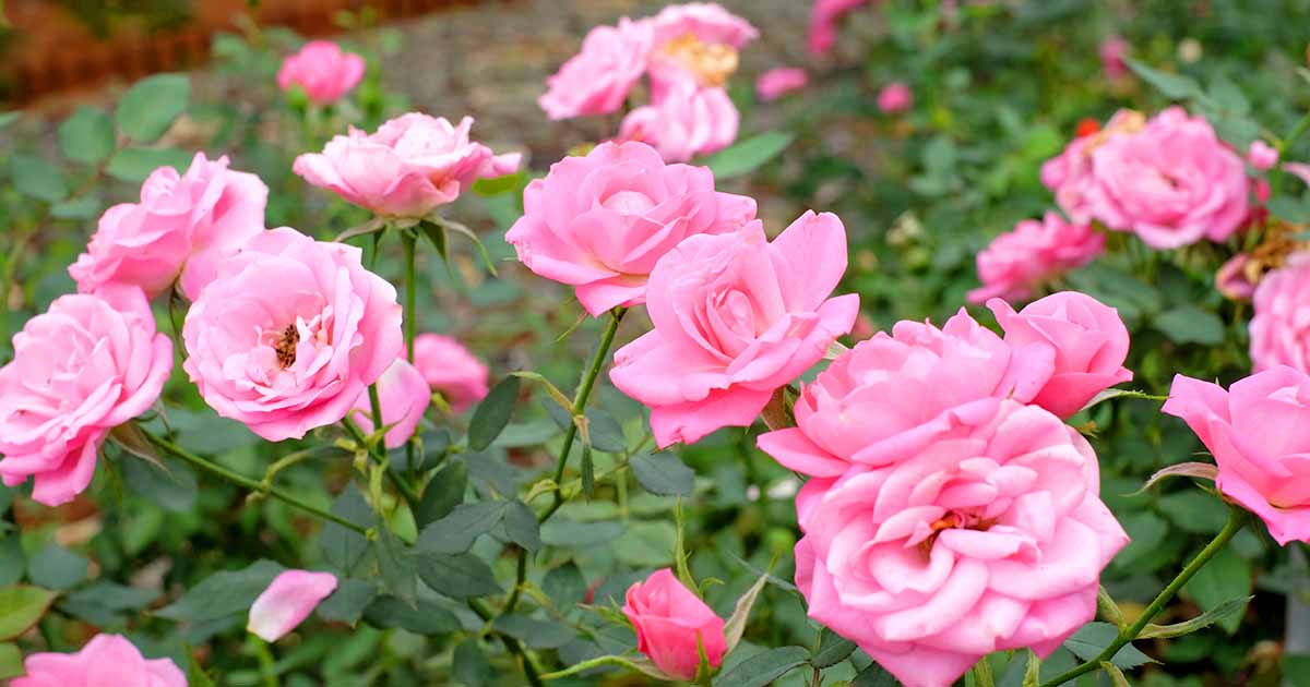 Why are Some Roses Fragrant & Others Aren't? At Nature Hills
