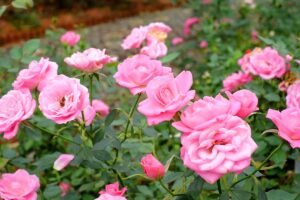 A close up horizontal image of pink roses growing in the garden pictured on a soft focus background.