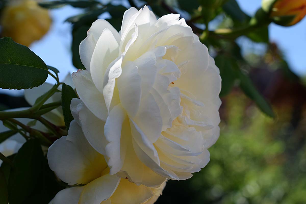 A close up horizontal image of a single white rose growing in a slightly shaded spot in the garden pictured in light filtered sunshine on a soft focus background.