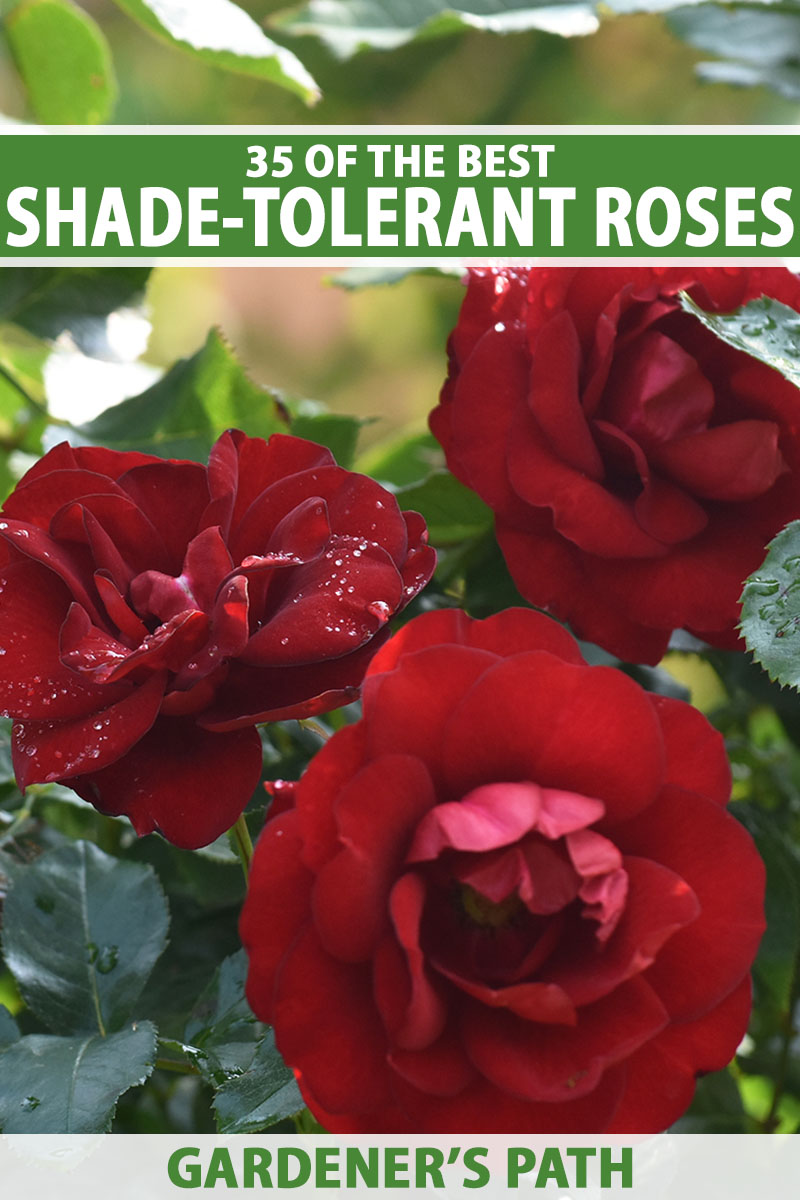 A close up vertical image of bright red roses growing in in a shady spot in the garden pictured on a soft focus background. To the top and bottom of the frame is green and white printed text.