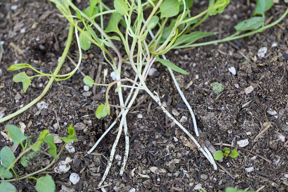 A close up horizontal image of the white roots of recently pulled up bindweed aka morning glory weed.