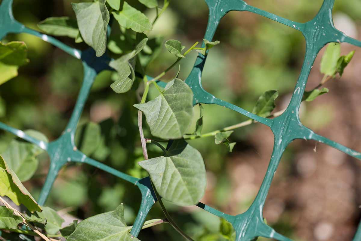 A horizontal image of invasive bindweed taking over a trellis on a raised bed, pictured in light sunshine.