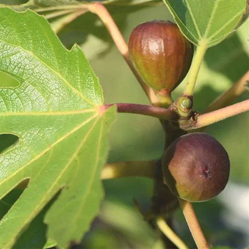 A square image of 'Black Mission' figs growing on the tree pictured on a soft focus background.