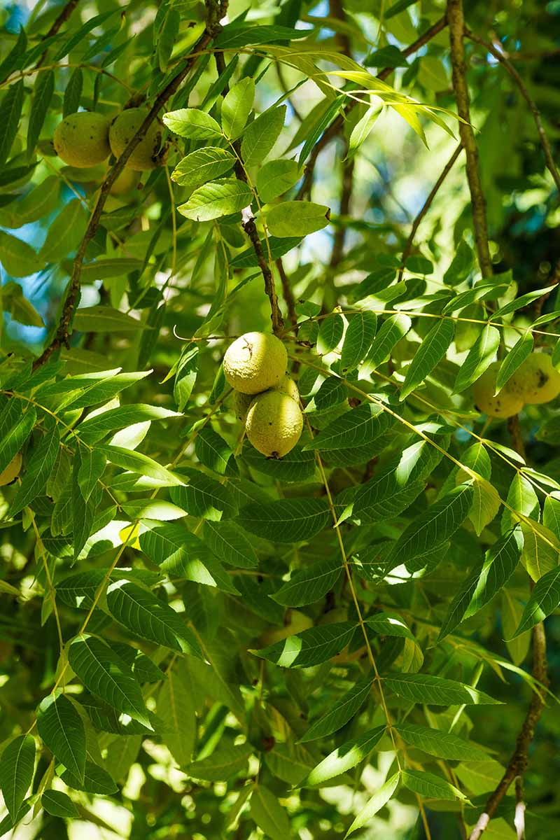 A vertical image of the fruit developing on a black walnut (Juglans nigra) tree pictured in light sunshine.