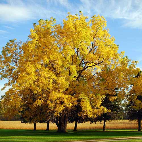 A square image of a black walnut (Juglans nigra) with yellow autumn foliage growing in a park on a blue sky background.