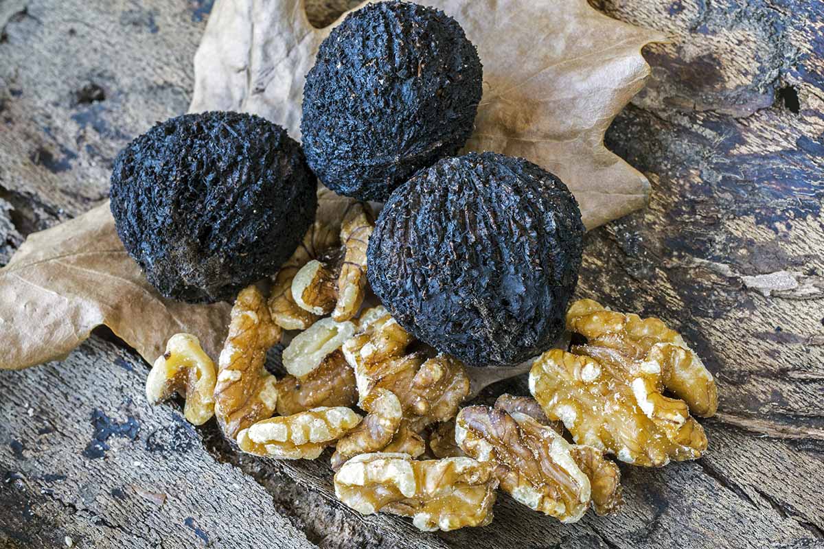 A close up horizontal image of black walnuts whole and shelled set on a wooden surface.