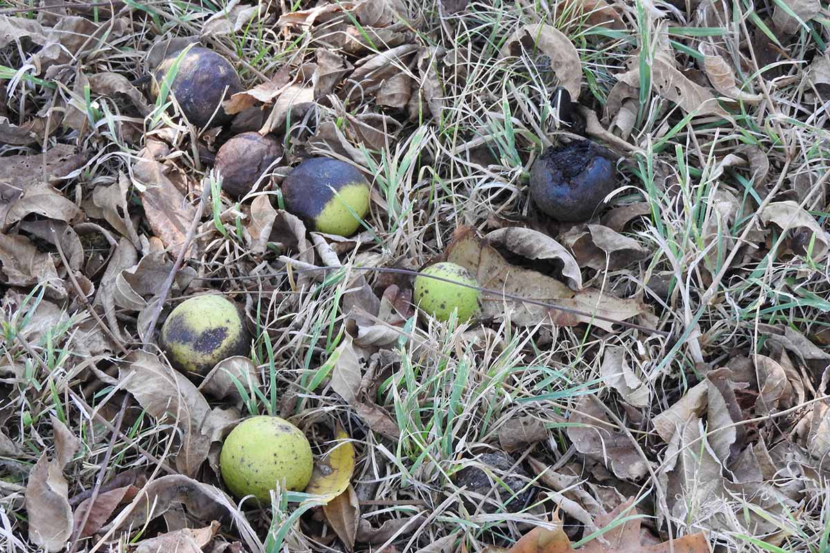 A horizontal image of black walnuts that have fallen off the tree surrounded by grass and leaves.