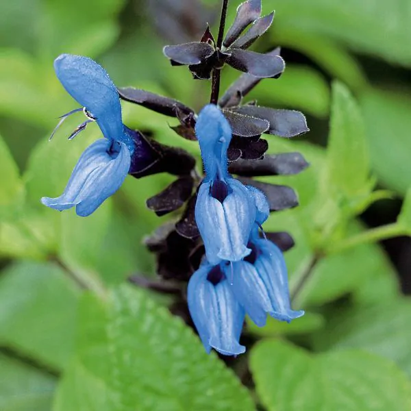 Close up of a Black and Blue Salvia bloom.
