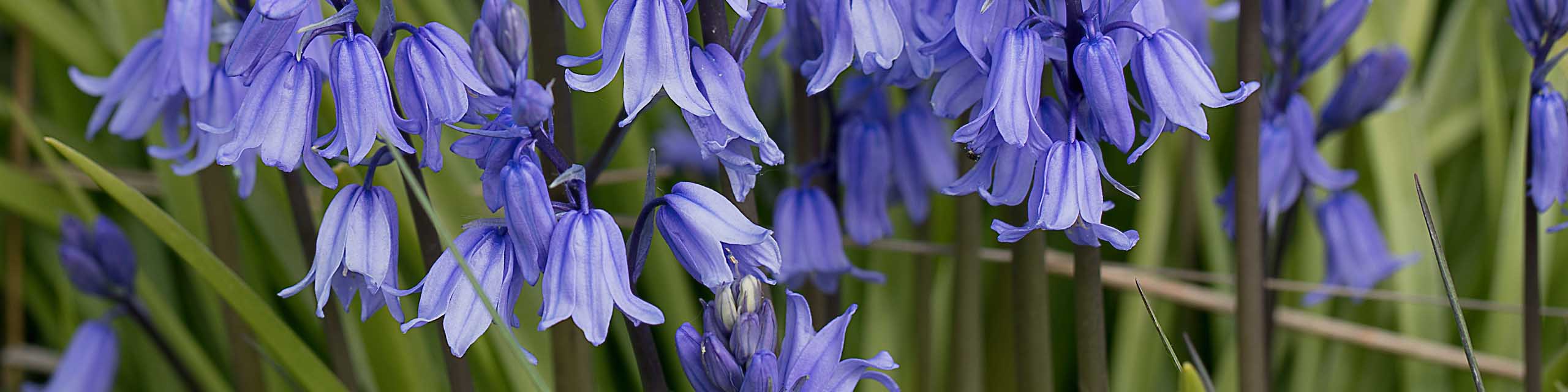Closeup of English bluebells in bloom.