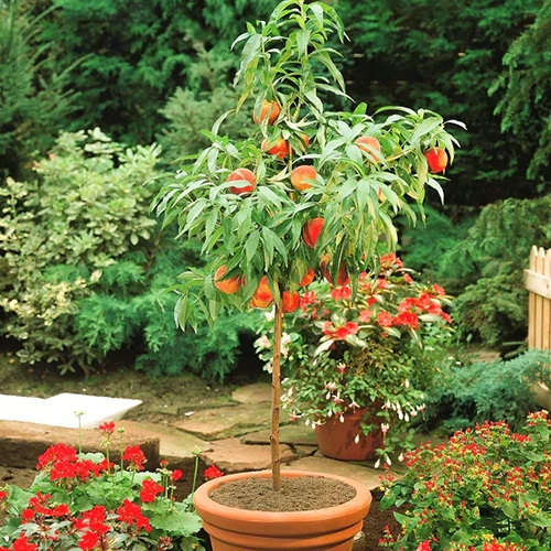 A square image of a 'Bonanza' peach tree growing in a terra cotta pot growing outdoors.