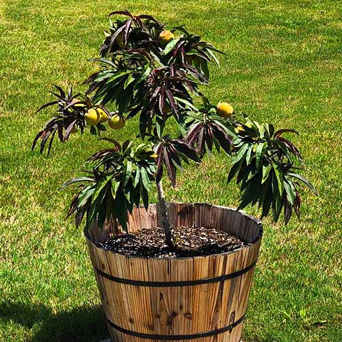 A square image of Prunus persica 'Bonfire' growing in a whiskey barrel planter.